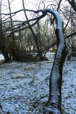 Krivka
