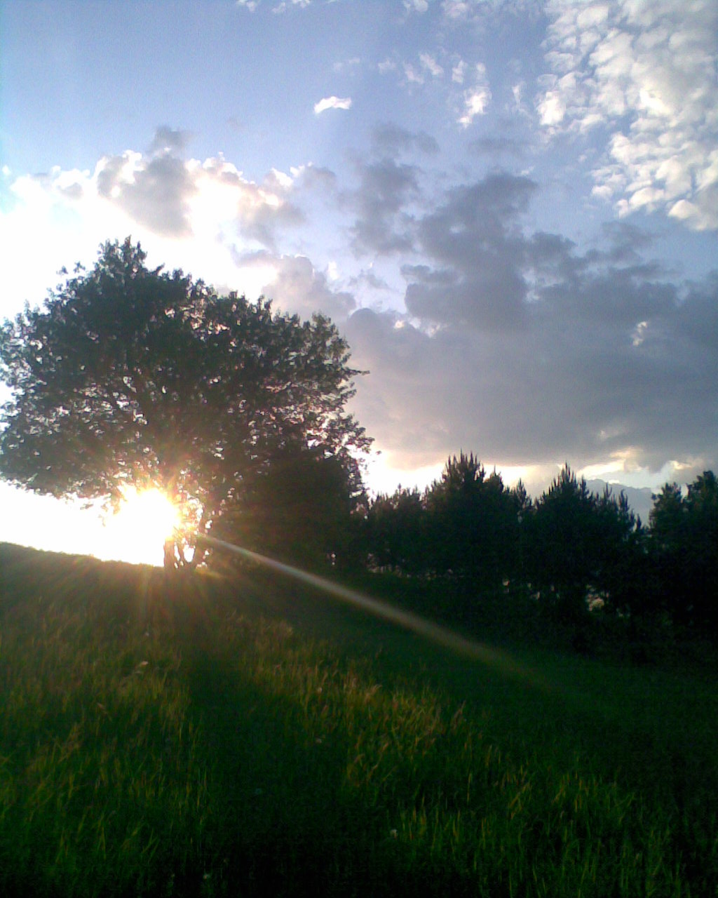strom poznania