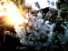 ceresna